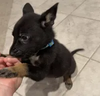 Delta, a male German Shepherd Dog for sale in Justin, TX – Photo 2 of 2