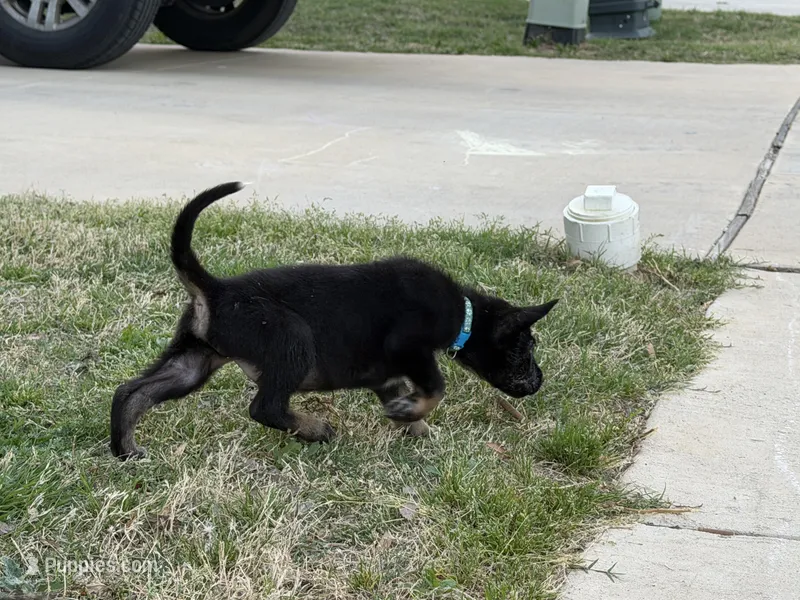 Delta – German Shepherd Dog puppy for sale in Justin, TX
