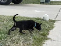 Delta, a male German Shepherd Dog for sale in Justin, TX – Photo 1 of 2