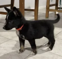 Skunk, a male German Shepherd Dog for sale in Justin, TX – Photo 1 of 2