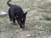 Skunk, a male German Shepherd Dog for sale in Justin, TX – Photo 2 of 2