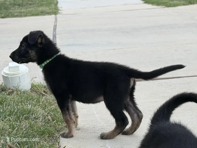 Charlie – German Shepherd Dog puppy for sale in Justin, TX