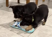 Charlie, a male German Shepherd Dog for sale in Justin, TX – Photo 2 of 2