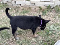 Violet, a female German Shepherd Dog for sale in Justin, TX – Photo 2 of 2