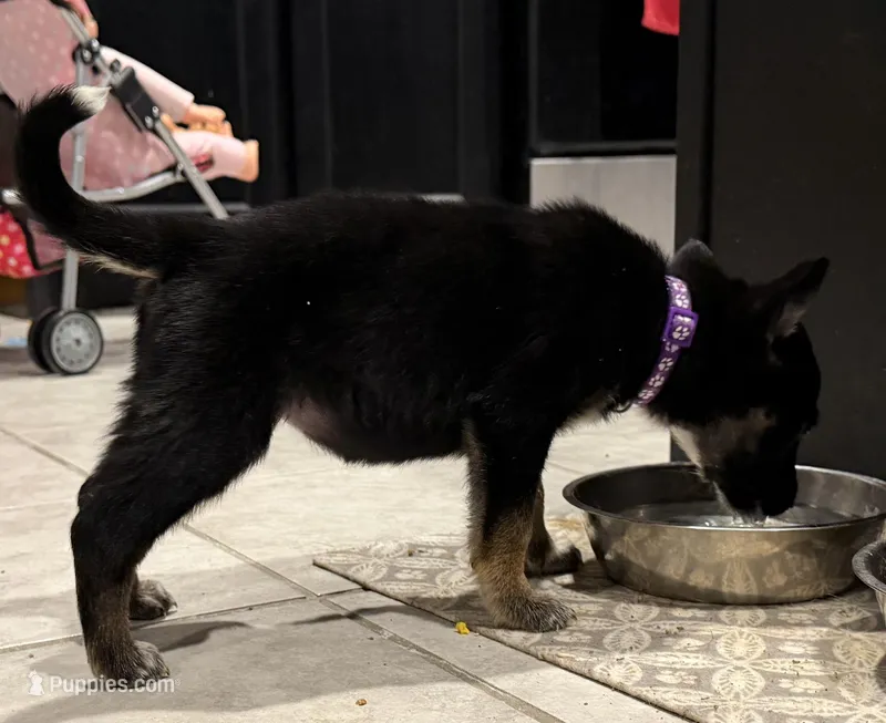 Violet – German Shepherd Dog puppy for sale in Justin, TX