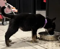 Violet, a female German Shepherd Dog for sale in Justin, TX – Photo 1 of 2