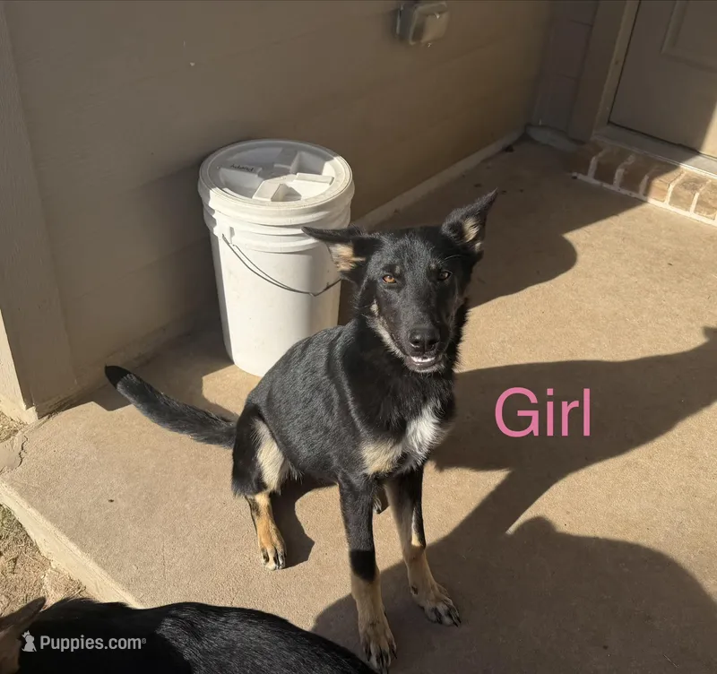 Minion  – German Shepherd Dog puppy for sale in Justin, TX