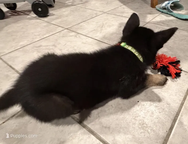 Echo – German Shepherd Dog puppy for sale in Justin, TX