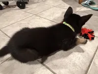 Echo, a male German Shepherd Dog for sale in Justin, TX – Photo 1 of 2