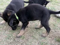 Echo, a male German Shepherd Dog for sale in Justin, TX – Photo 2 of 2
