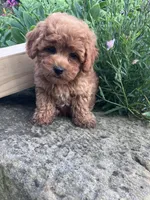 Rosemary, a female Poodle - Toy  for sale in New Concord, OH – 3 of 10
