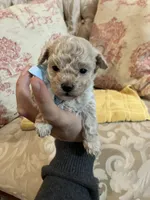 Sammy, a male Maltipoo for sale in New Concord, OH – 1 of 8