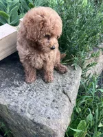 Ryder, a male Poodle - Toy  for sale in New Concord, OH – 8 of 10