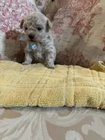 Sammy, a male Maltipoo for sale in New Concord, OH – 6 of 8
