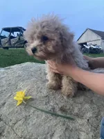 Reggie, a male Maltipoo for sale in New Concord, OH – Photo 6 of 6