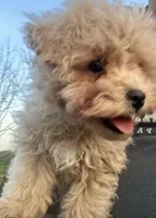 Reggie, a male Maltipoo for sale in New Concord, OH – Photo 3 of 6