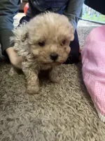 Reggie, a male Maltipoo for sale in New Concord, OH – Photo 2 of 5