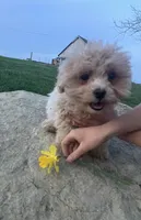 Reggie, a male Maltipoo for sale in New Concord, OH – Photo 5 of 6
