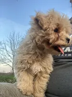 Reggie, a male Maltipoo for sale in New Concord, OH – Photo 2 of 6