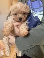 Reggie, a male Maltipoo for sale in New Concord, OH – Photo 1 of 5