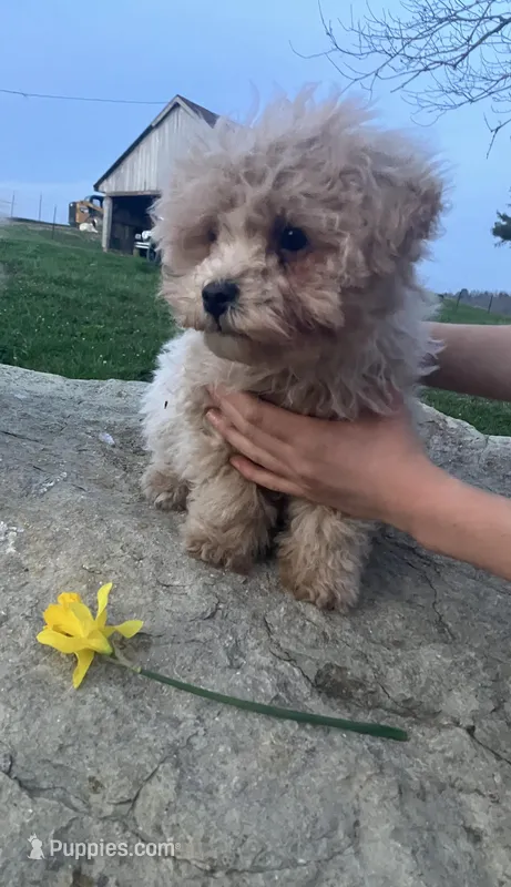 Reggie – Maltipoo puppy for sale in New Concord, OH