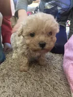 Reggie, a male Maltipoo for sale in New Concord, OH – Photo 3 of 5