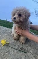 Reggie, a male Maltipoo for sale in New Concord, OH – Photo 4 of 6