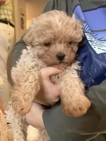 Reggie, a male Maltipoo for sale in New Concord, OH – Photo 5 of 5