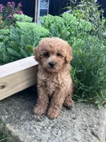 Ryder, a male Poodle - Toy  for sale in New Concord, OH – 1 of 10