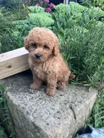 Ryder, a male Poodle - Toy  for sale in New Concord, OH – 7 of 10