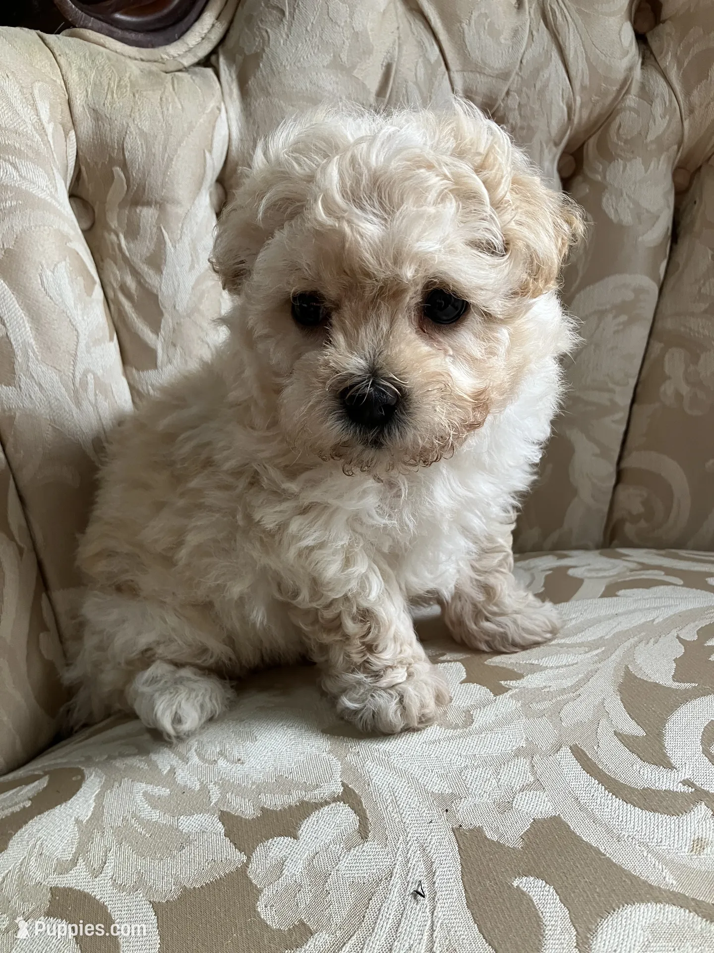 maripooh　0823 Sammy – Maltipoo Puppy for Sale in New Concord, OH | Puppies.com