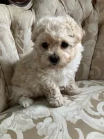 Sammy, a male Maltipoo for sale in New Concord, OH – 6 of 10