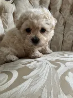 Sammy, a male Maltipoo for sale in New Concord, OH – 9 of 10