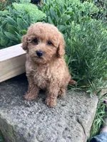 Ryder, a male Poodle - Toy  for sale in New Concord, OH – 5 of 10