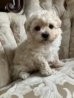 Sammy, a male Maltipoo for sale in New Concord, OH – 3 of 10