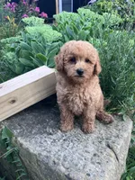 Ryder, a male Poodle - Toy  for sale in New Concord, OH – 2 of 10