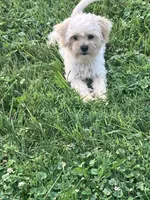 Rosie, a female Maltipoo for sale in New Concord, OH – 8 of 9