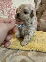 Sammy, a male Maltipoo for sale in New Concord, OH – 5 of 8
