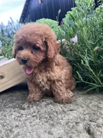 Rosemary, a female Poodle - Toy  for sale in New Concord, OH – 7 of 10