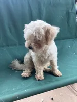 Rosie, a female Maltipoo for sale in New Concord, OH – 3 of 9
