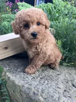 Ryder, a male Poodle - Toy  for sale in New Concord, OH – 3 of 10