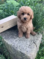Ryder, a male Poodle - Toy  for sale in New Concord, OH – 10 of 10