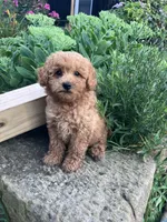 Ryder, a male Poodle - Toy  for sale in New Concord, OH – 9 of 10