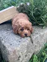 Rosemary, a female Poodle - Toy  for sale in New Concord, OH – 2 of 10