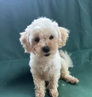 Rosie, a female Maltipoo for sale in New Concord, OH – 4 of 9