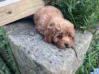 Rosemary, a female Poodle - Toy  for sale in New Concord, OH – 6 of 10