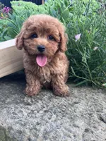 Rosemary, a female Poodle - Toy  for sale in New Concord, OH – 9 of 10