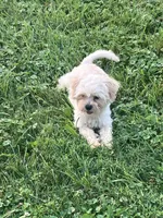 Rosie, a female Maltipoo for sale in New Concord, OH – 2 of 9