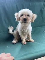 Rosie, a female Maltipoo for sale in New Concord, OH – 5 of 9