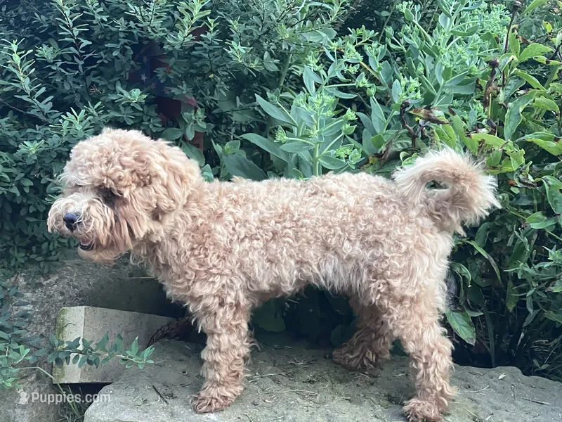 Reggie – Maltipoo puppy for sale in New Concord, OH